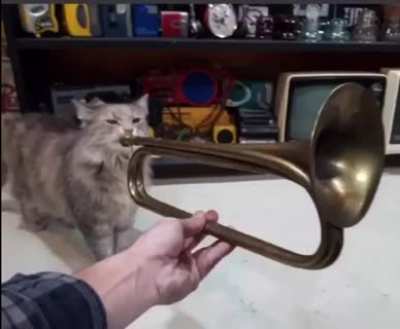 Take a rest from scrolling, stop and listen to this cat&rsquo;s great talents