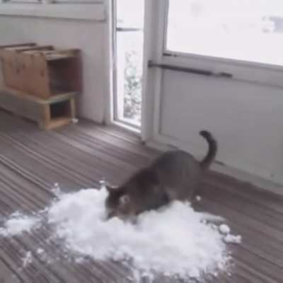 Fun fact: Cat&rsquo;s actually love snow!