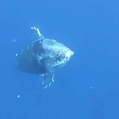 Why am I just now finding out whales can swim this fast?