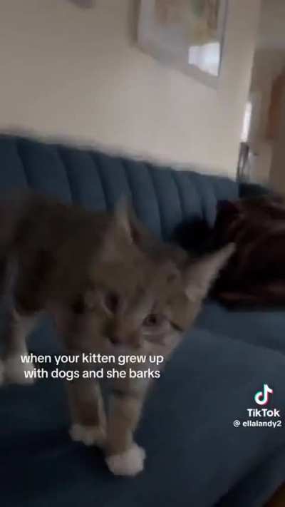 Barking kitten