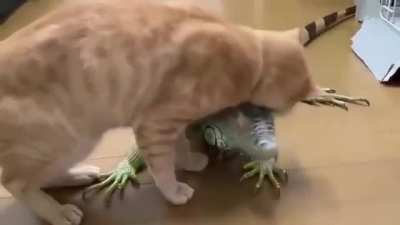 This cat loves her scratchy, good friend.