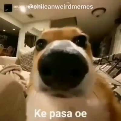 Que pasa oe