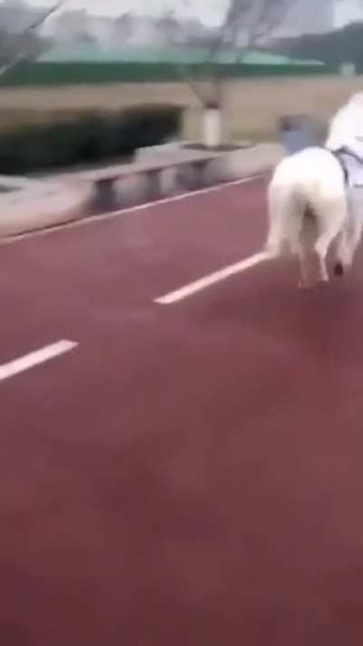 Stupid human on bicycle.