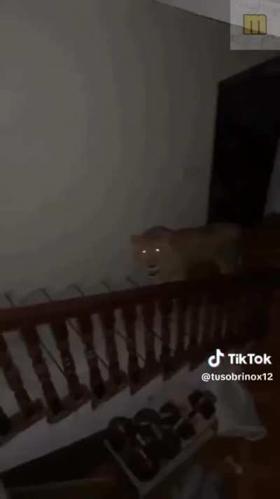 💀⚰️