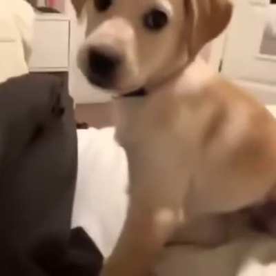 Doggo&rsquo;s are still good