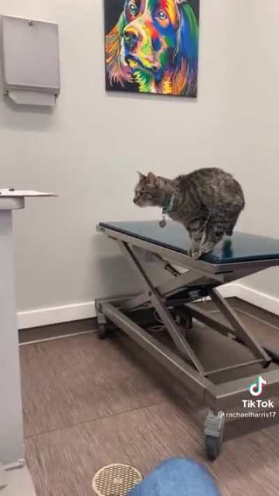 At the vet, whoops!