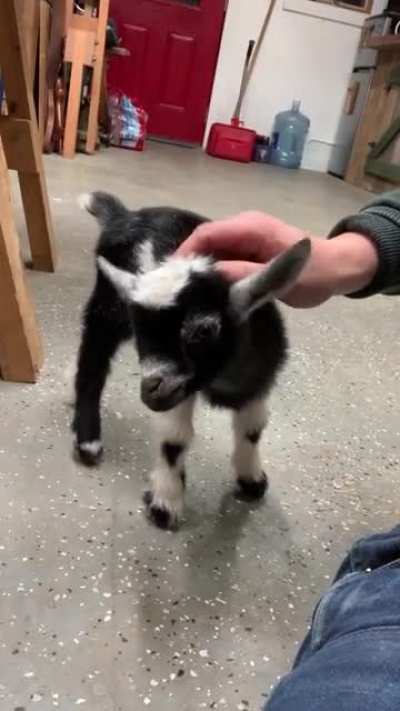 Hello from Milk Dud!