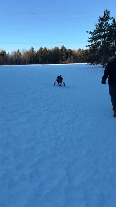 My disabled dog&rsquo;s first time off leash in a year