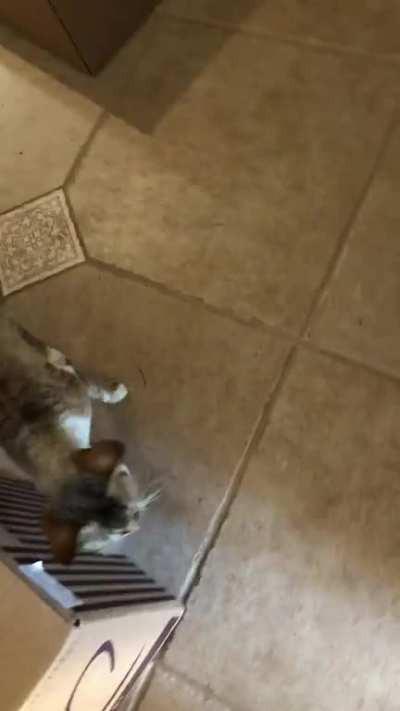 Watching my neighbor&rsquo;s cat for the week. He&rsquo;s very vocal.