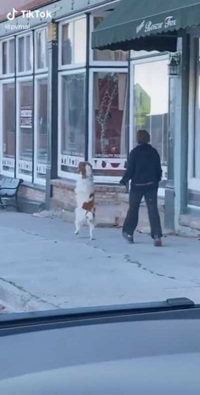 When your dog takes you for a walk