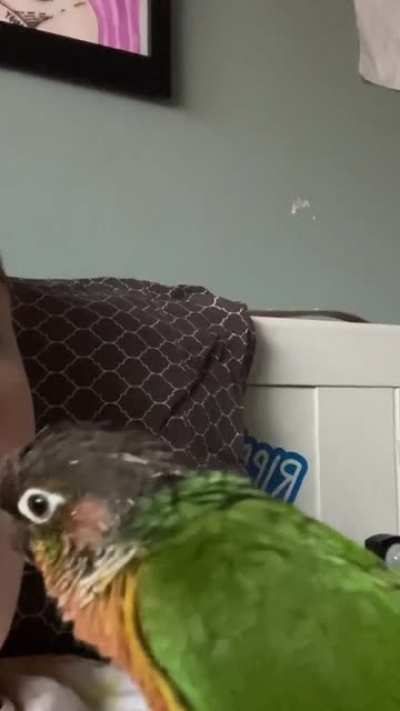 Was teaching Bartholomew to give kisses and it didn&rsquo;t go as planned