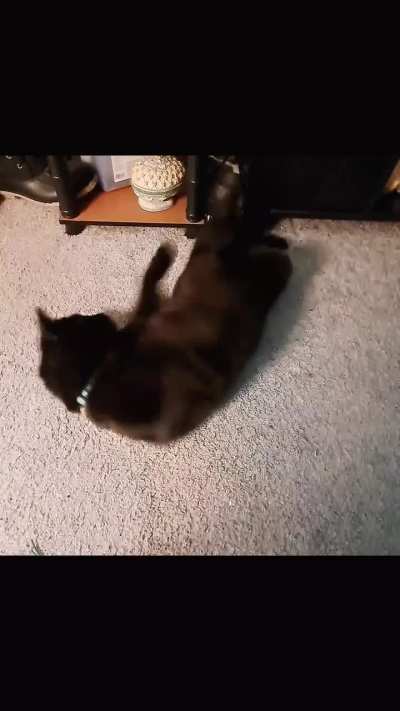 Kitty loves scrunchies