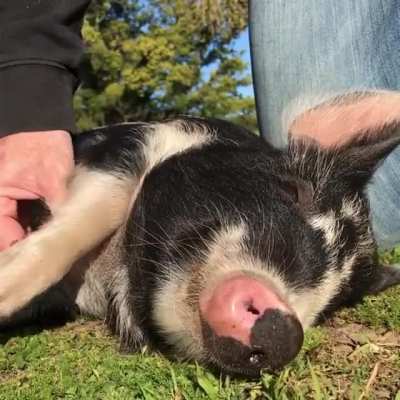 Cuddles in the sun