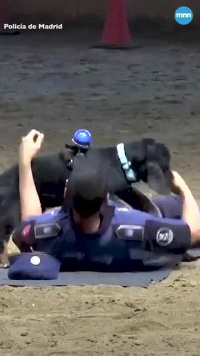 Poncho the police dog shows off CPR skills