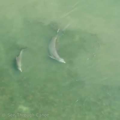Dolphin launches a fish over a dock with its tail