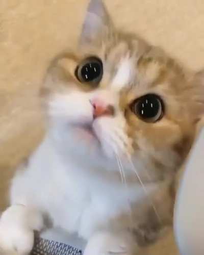 Those pretty Eyes