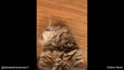 Cute kitty :3 (my first post)