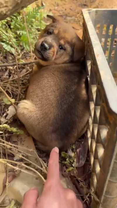 Cute Dog 🤣