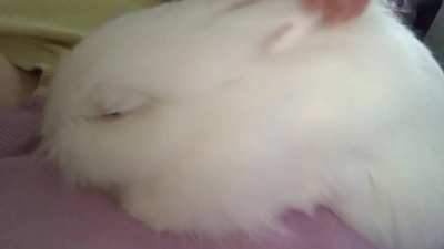 Hi. I adopted this beauty last year and she&rsquo;s always been making these sounds when I pet her. I had her checked at the vet when I first got her and nothing seemed to be wrong. Is anyone else experiencing this when you pet your bunny? It concerns me, so ma