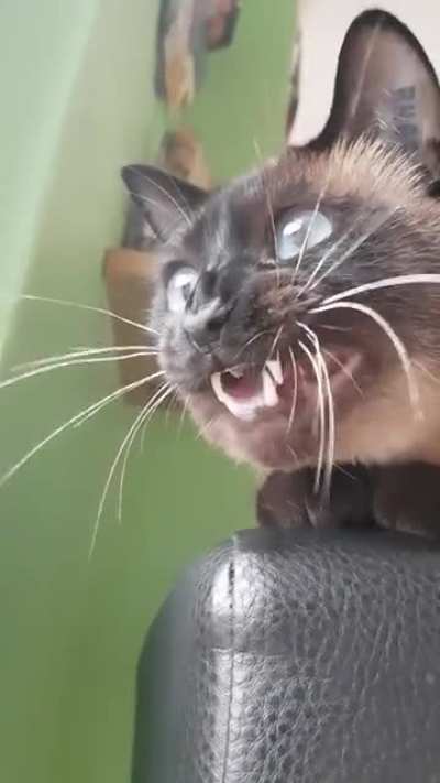 Chirping and yelling at a bird outside, his buddy seems confused, but chimes in at the end as well