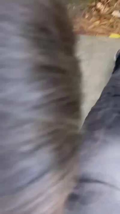 Sucking cock on university campus