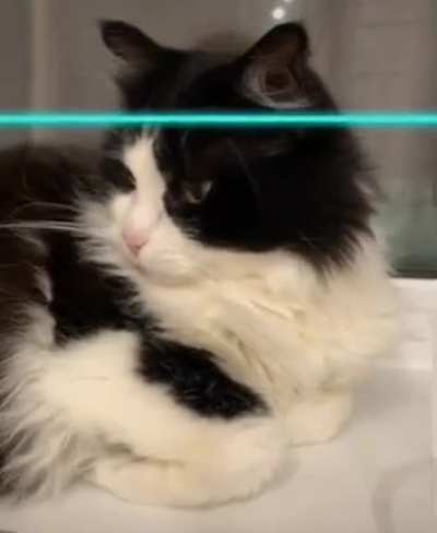 How to draw cats