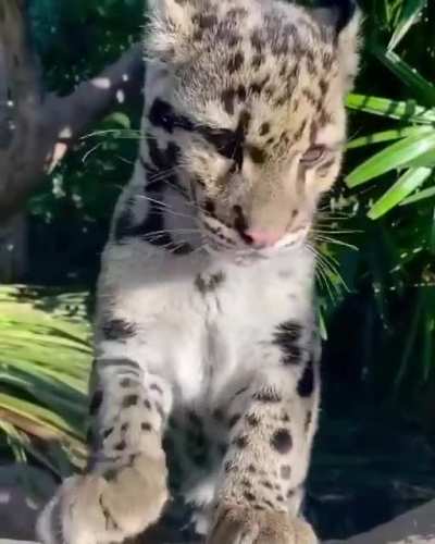 🔥 Clouded Leopard grooming itself 🔥