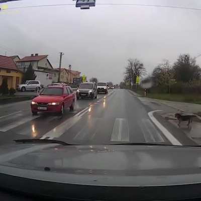 Civilized dog knows the rules of the road.