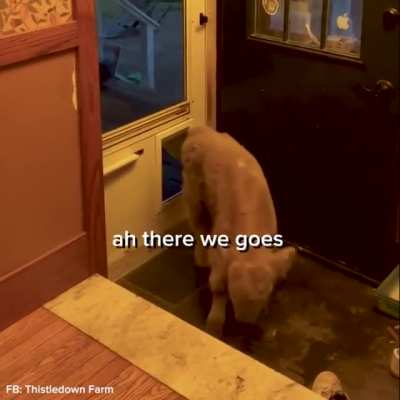 Legit doggo