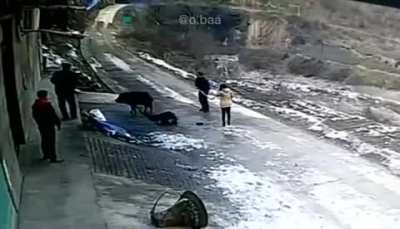 Кабан напал на китайцев (Минимум 1 убитый, несколько раненых)