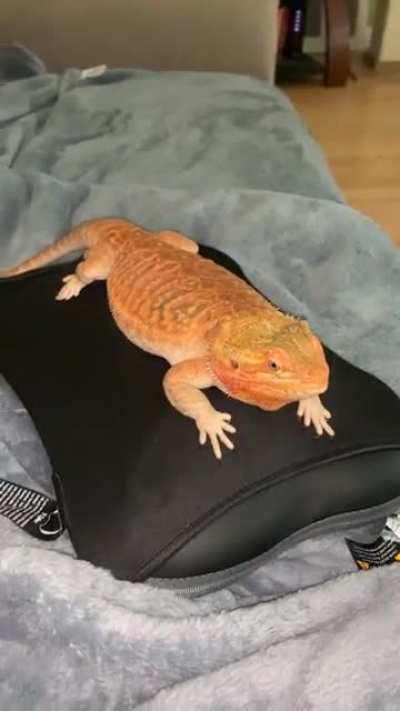 Monday evening massage for this little (spoiled) girl&rsquo;o&rsquo;mine❤️🦎❤️ #chloe