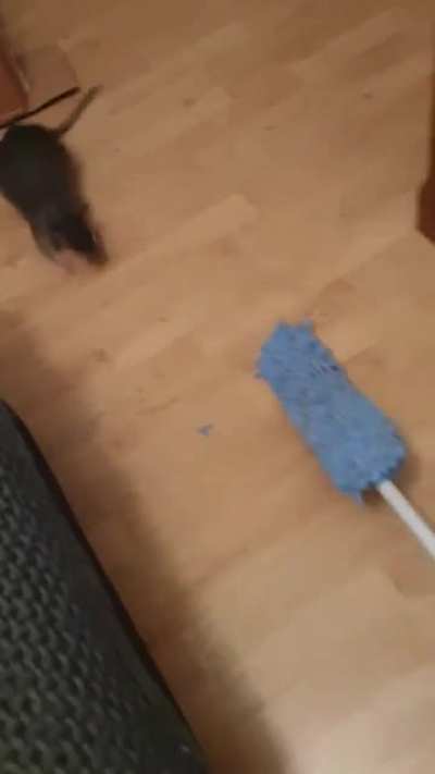 Fucking rat running and shit