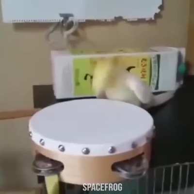 D&uuml;nyayı papağanlar y&ouml;netsin #2