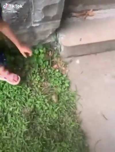 frog meat crayon