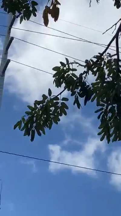 Bad Iguana