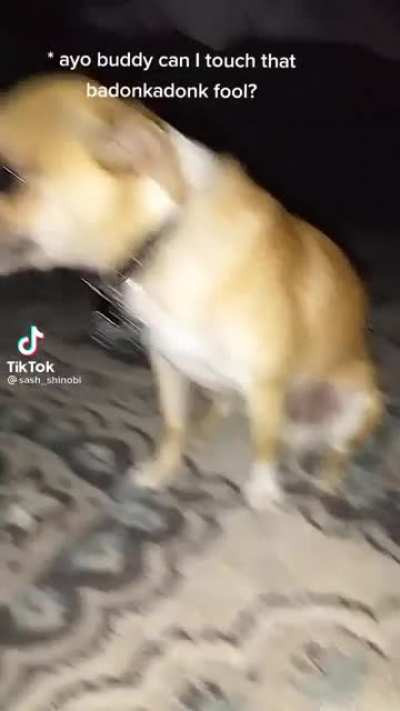 Dont touch Buddy&rsquo;s budonkadonk