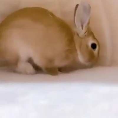 following the rule. check out this rabbit