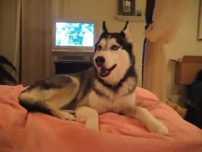 Husky Dog Talking - " I love you "