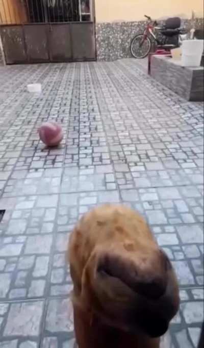 Maybe Maybe Maybe