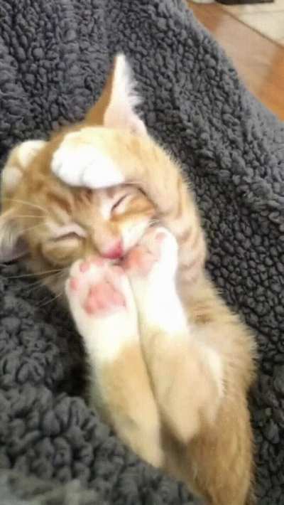 Kitten hasn&rsquo;t figured out how to clean himself yet.