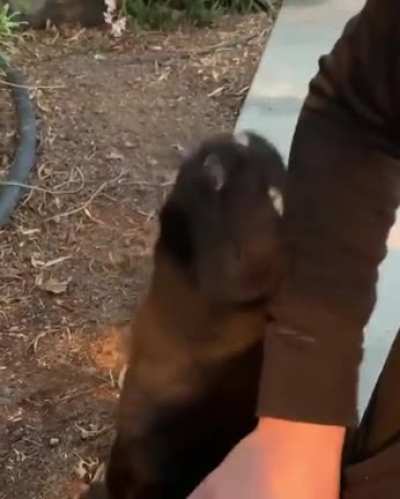 Thanks I hate this cat getting scratched