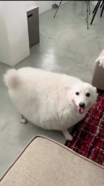 This chonker