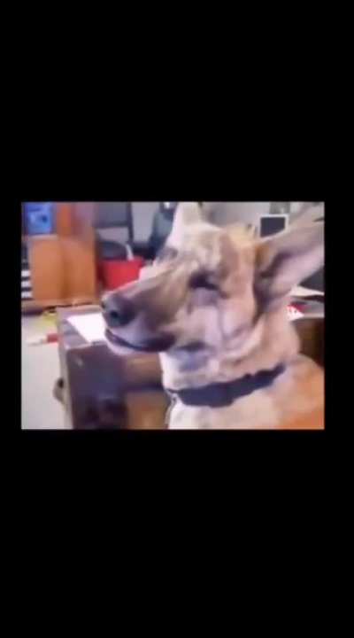 its been 10 year old &amp; still my favorite dog video of all time