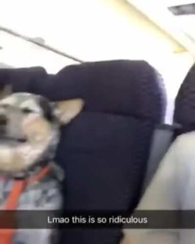 Best sidekick ever.