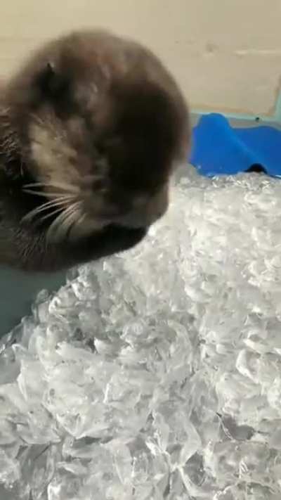 Joey, the rescued baby otter, loves crunching ice