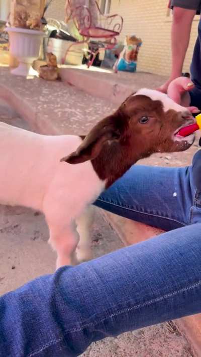 Feeding time