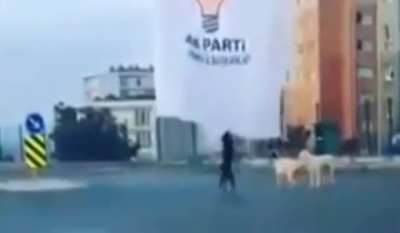 destansi kopek