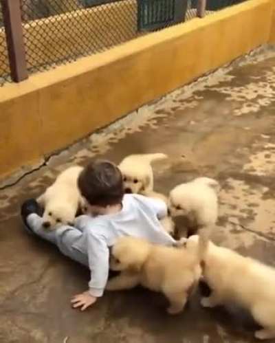 Dog power