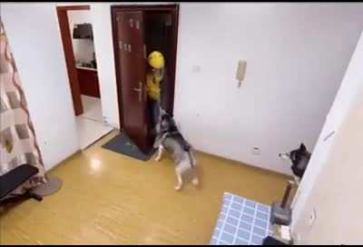 Huskies receive delivery food