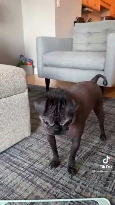 What kind of dog do you have?